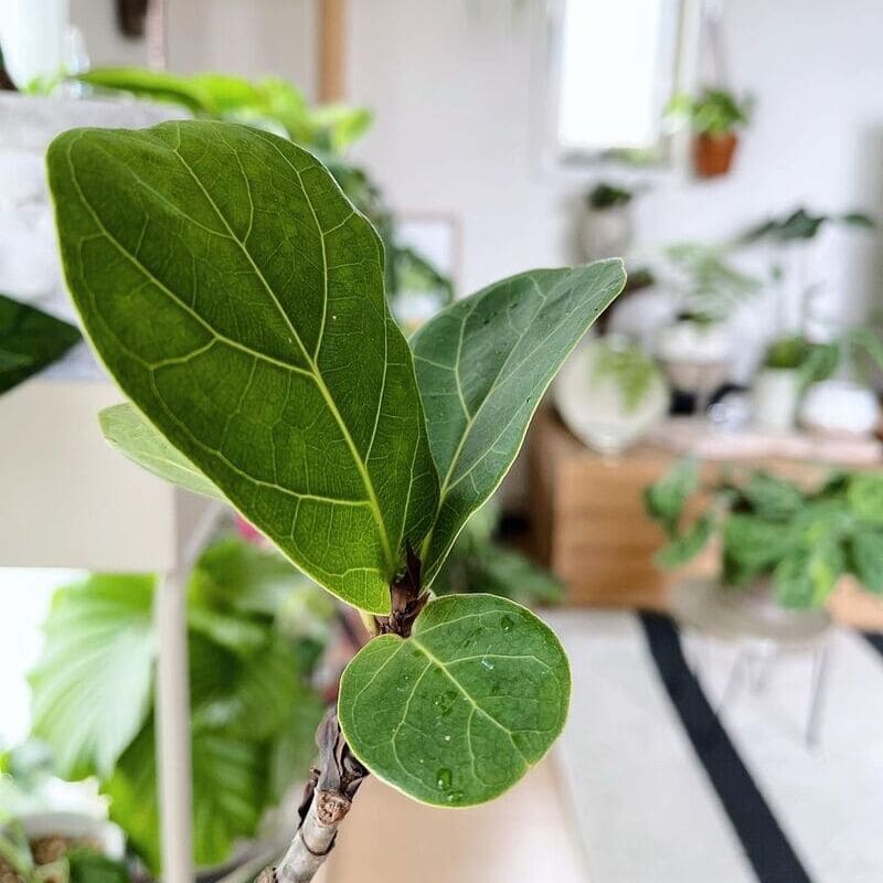 Ficus lyrata Bambino: um guia completo de cuidados para esta planta elegante