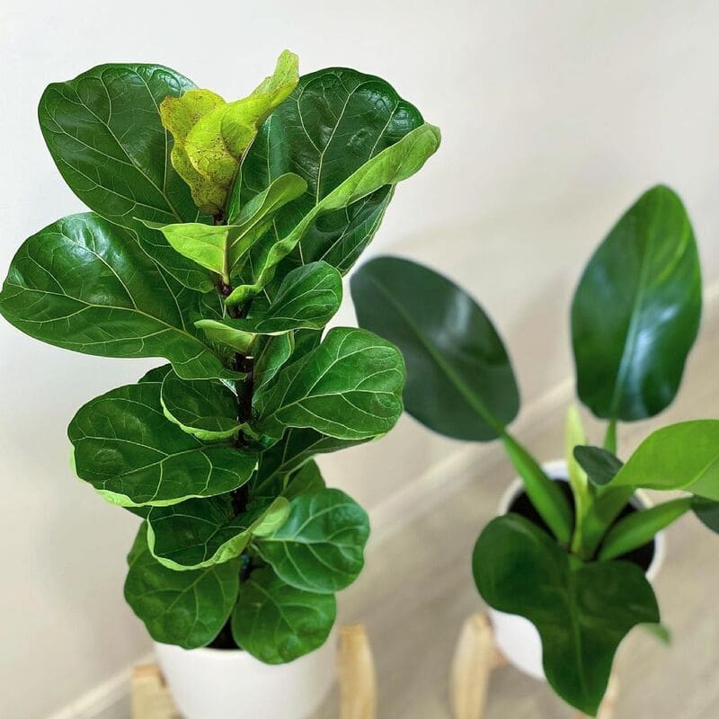 Ficus lyrata Bambino: um guia completo de cuidados para esta planta elegante