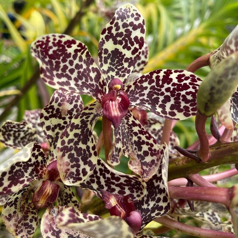 Conheça a Maior Orquídea do Mundo: A Majestosa Grammatophyllum Speciosum