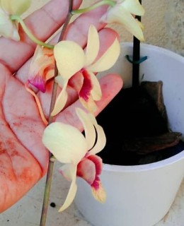 Como fazer muda de orquídea: passo a passo simples para ter mais flores em casa