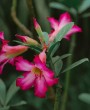 Como Fazer Muda da Rosa do Deserto: Passo a Passo para Cultivar Sua Planta Ornamental