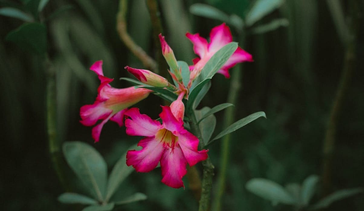 Como Fazer Muda da Rosa do Deserto: Passo a Passo para Cultivar Sua Planta Ornamental