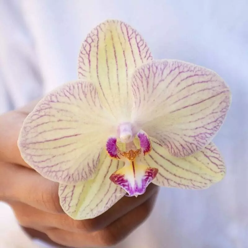 Phalaenopsis Aphrodite: como cultivar a encantadora orquídea que evoca deusa do amor