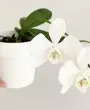 Phalaenopsis Aphrodite: como cultivar a encantadora orquídea que evoca deusa do amor