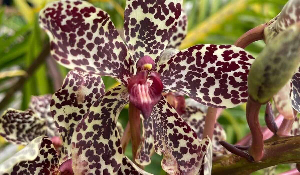 Orquídea-tigre: Como Cuidar da Planta que Aprecia Calor e Alta Umidade