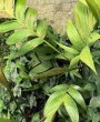 Palmeira Pinanga (Pinanga coronata): Guia Completo de Cultivo e Cuidados