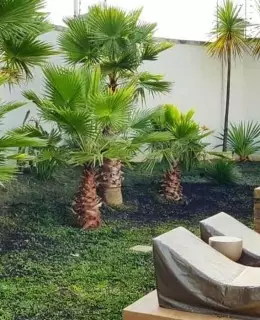 palmeira Washingtonia