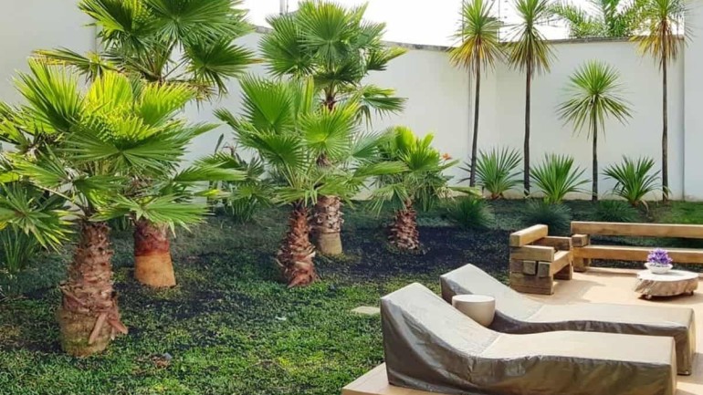 Palmeira Washingtonia: Como Cuidar da Planta Ideal para Jardins Tropicais
