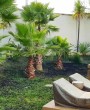 Palmeira Washingtonia: Como Cuidar da Planta Ideal para Jardins Tropicais