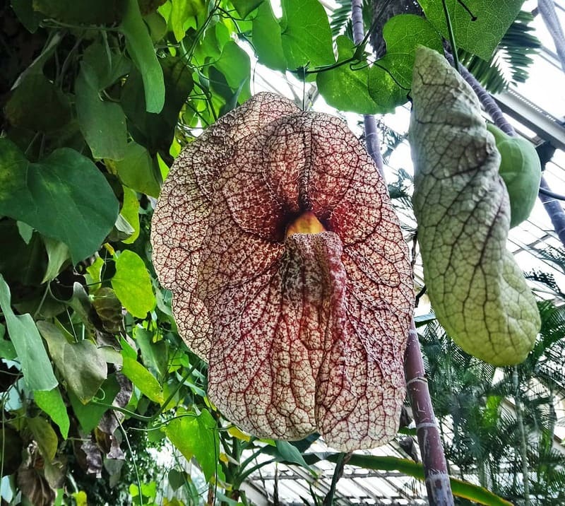 Papo-de-Peru (Aristolochia gigantea): Beleza Exótica e Peculiaridades do Cultivo