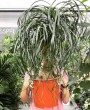 Pata de Elefante (Beaucarnea Recurvata): como cuidar da planta exótica de caules robustos