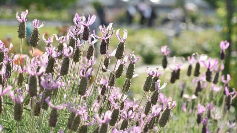 Rosmaninho (Lavandula stoechas): Como Cuidar da Aromática Planta Mediterrânea para Jardins Perfume