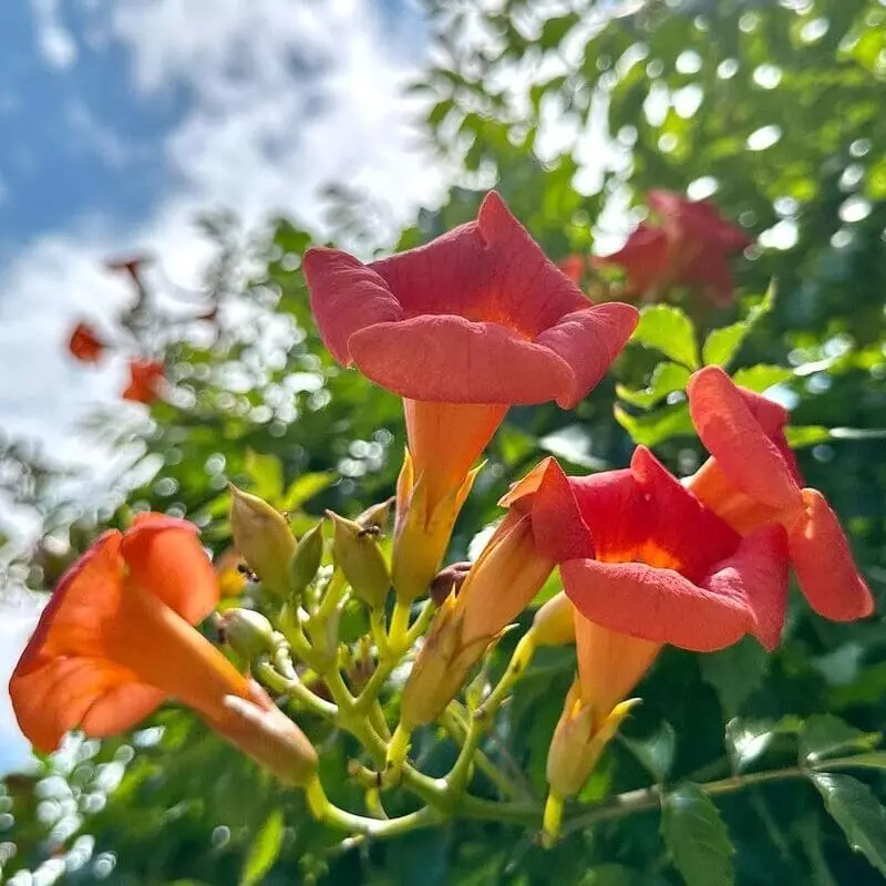 Trombeta-chinesa: descubra como cultivar a deslumbrante Campsis grandiflora em seu jardim