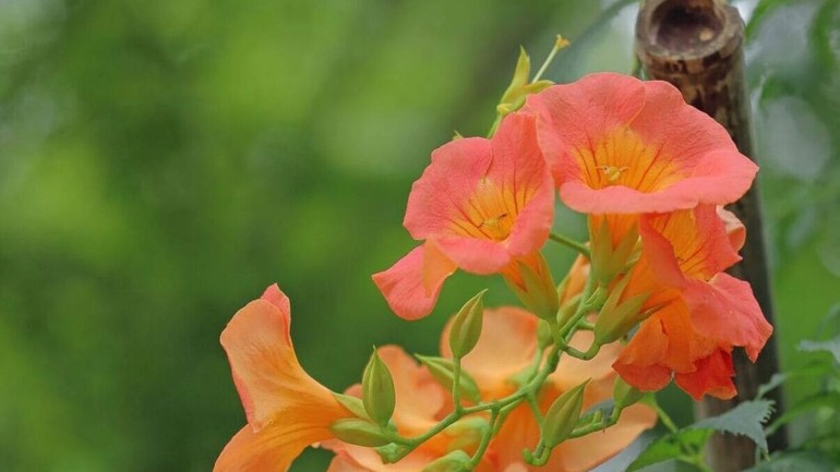 Trombeta-chinesa: descubra como cultivar a deslumbrante Campsis grandiflora em seu jardim