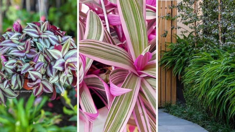 Cobertura Perfeita: Três Plantas para forração que Deixam seu Jardim Encantador