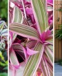 Cobertura Perfeita: Três Plantas para forração que Deixam seu Jardim Encantador