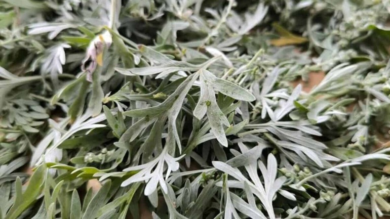 Absinto (Artemisia absinthium): O Mistério e o Cultivo da Planta de Efeito Hipnótico