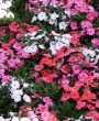 Beijo-pintado (Impatiens hawkeri): como cuidar dessa encantadora planta ornamental