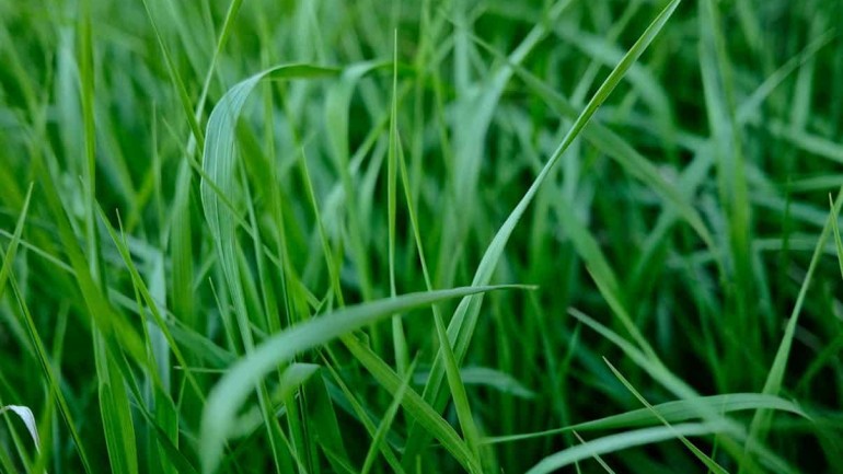 Capim santo: benefícios e como cultivar a erva aromática no seu jardim