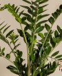 Como cuidar da planta Zamioculca em ambientes internos?