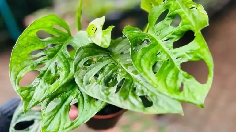 Costela de Eva (Monstera adansonii): dicas para cuidar dessa planta tropical de fácil cultivo