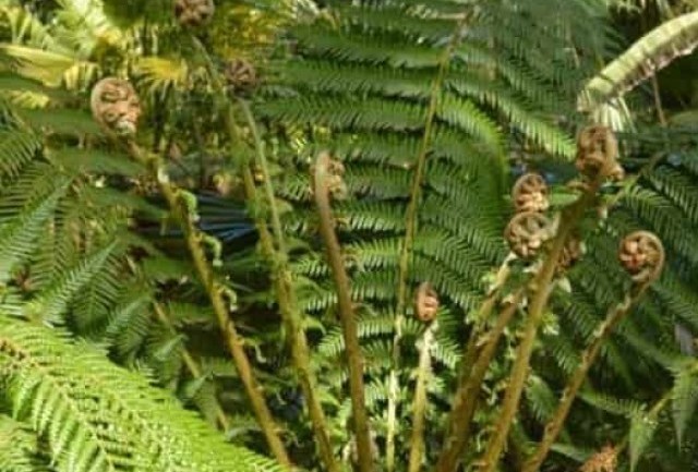 Xaxim (Dicksonia sellowiana): Uma samambaia ameaçada de extinção