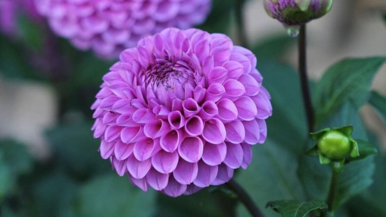 Dália: conheça os segredos para cultivar essa deslumbrante flor ornamental