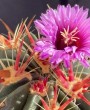 Ferocactus latispinus: Dicas de Cultivo para esse Raro Cacto Mexicano