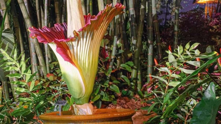 Flor-cadáver: A Impressionante Amorphophallus titanum