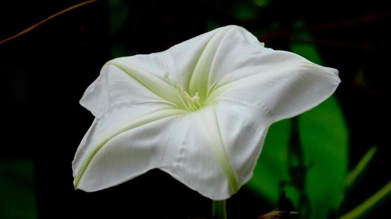 Flor-da-lua (Ipomoea alba): a planta que floresce à noite com um toque de magia