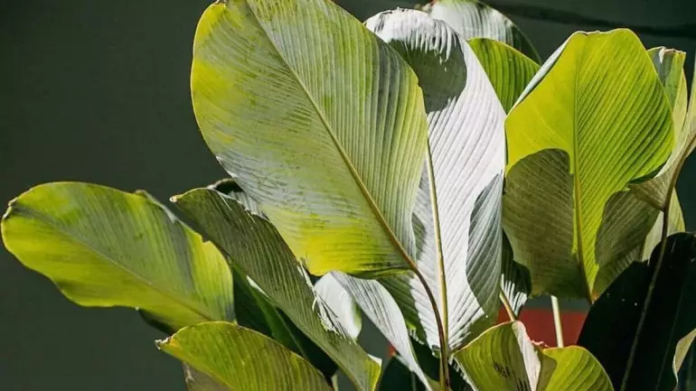 Maranta Charuto: Como Cuidar da Planta de Folhas Decorativas e Elegantes