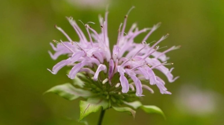 Monarda (Bergamota Selvagem): Um Toque Aromático e Medicinal para seu Jardim