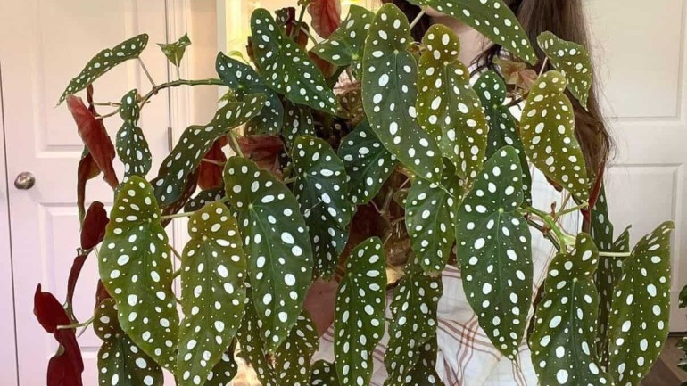 Como fazer e cuidar de mudas de Begonia-maculata: dicas essenciais para iniciantes