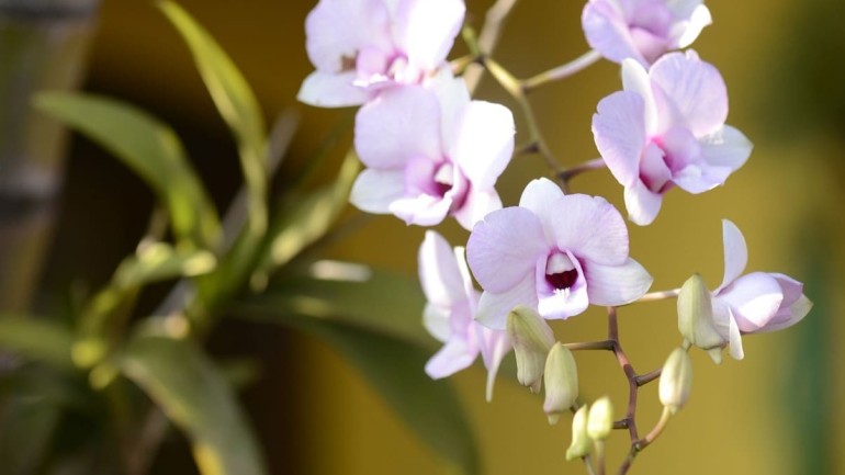 Como cuidar de orquídeas no inverno? Especialistas citam dicas fundamentais.