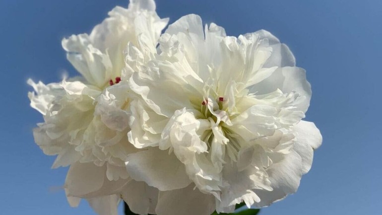 Peônia Branca: Como Cuidar Desta Elegante Flor Perene no Seu Jardim