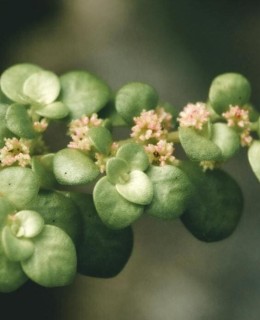 Brilhantina - Pilea microphylla