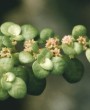 Como Cuidar da Pilea microphylla, a popular planta brilhantina com Folhagem Densa e Versátil