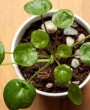 Pilea Peperomioides: a Planta-Chinesa-do-Dinheiro ideal para dentro de casa.