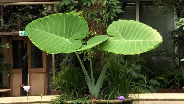 Planta Orelha de elefante: como cuidar da exuberante planta tropical?