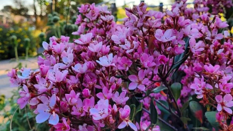 Rosinha-da-Índia: Guia Completo de Cuidados para uma Flora Exuberante no Seu Jardim