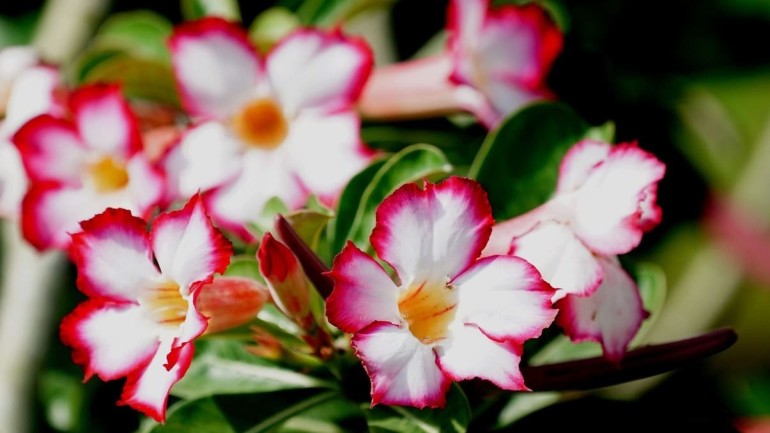 Como Podar Rosa do Deserto: Guia Prático para Cultivar a Beleza em Seu Jardim