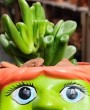 Orelha de Shrek: 8 curiosidades sobre a suculenta que parece ter saído de um conto de fadas