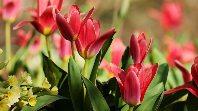 Tulipa: Significado, Versatilidade e Uso