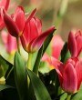 Tulipa: Significado, Versatilidade e Uso