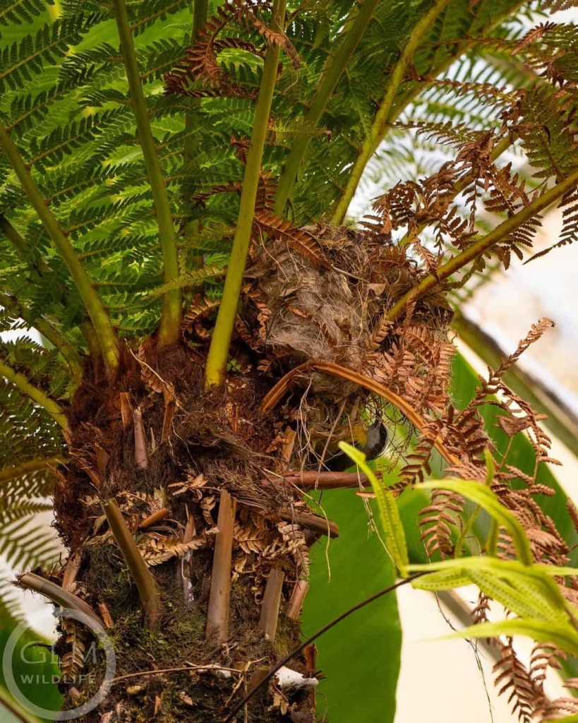 Xaxim (Dicksonia sellowiana): Versatilidade e Cultivo da Famosa Samambaia Arbórea