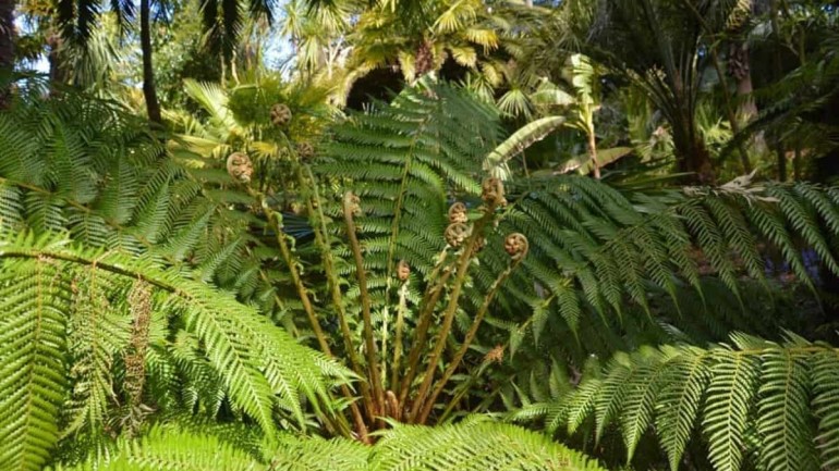 Xaxim (Dicksonia sellowiana): Versatilidade e Cultivo da Famosa Samambaia Arbórea