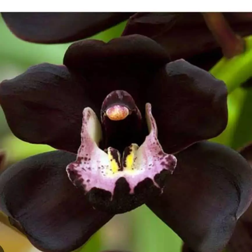 Conheça a linda orquídea negra e suas características. - Petalas e Flores